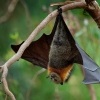Kalon australsky - Pteropus poliocephalus - Gray-headed Flying Fox o1672